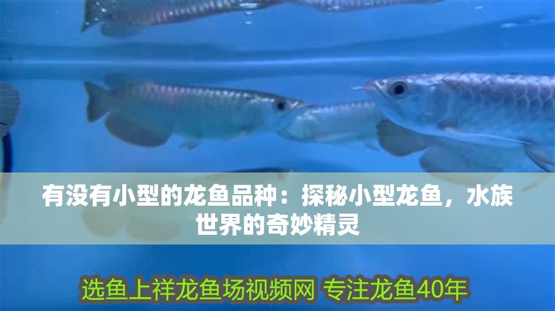 有沒有小型的龍魚品種:探秘小型龍魚,水族世界的奇妙精靈 龍魚百科 第1張 有沒有小型的龍魚品種:探秘小型龍魚,水族世界的奇妙精靈 有沒有小型的龍魚品種:探秘小型龍魚,水族世界的奇妙精靈 龍魚百科 第1張