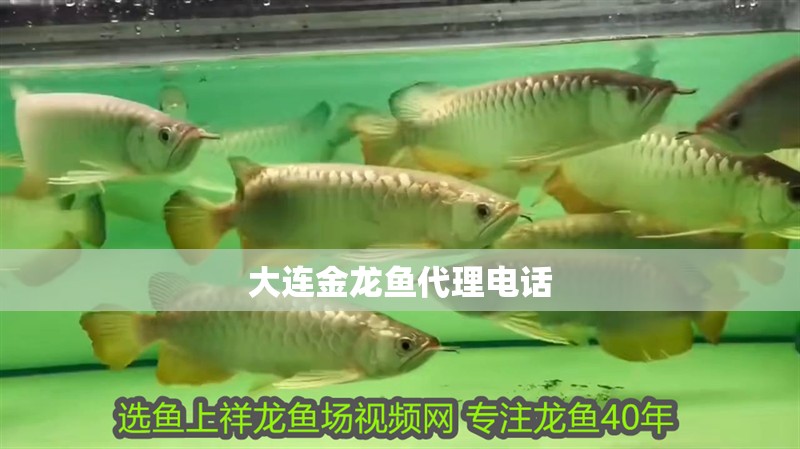 大連金龍魚代理電話