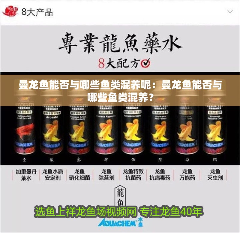 曼龍魚能否與哪些魚類混養(yǎng)呢：曼龍魚能否與哪些魚類混養(yǎng)？