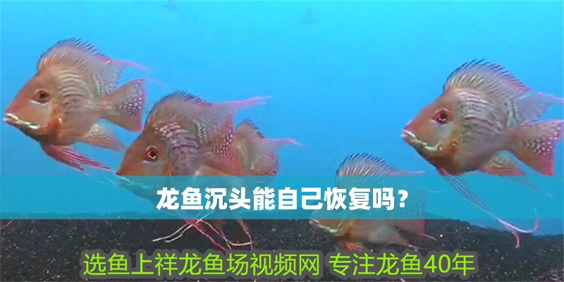 龍魚沉頭能自己恢復嗎？