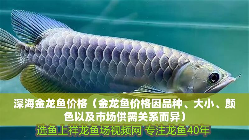 深海金龍魚價格（金龍魚價格因品種、大小、顏色以及市場供需關系而異）