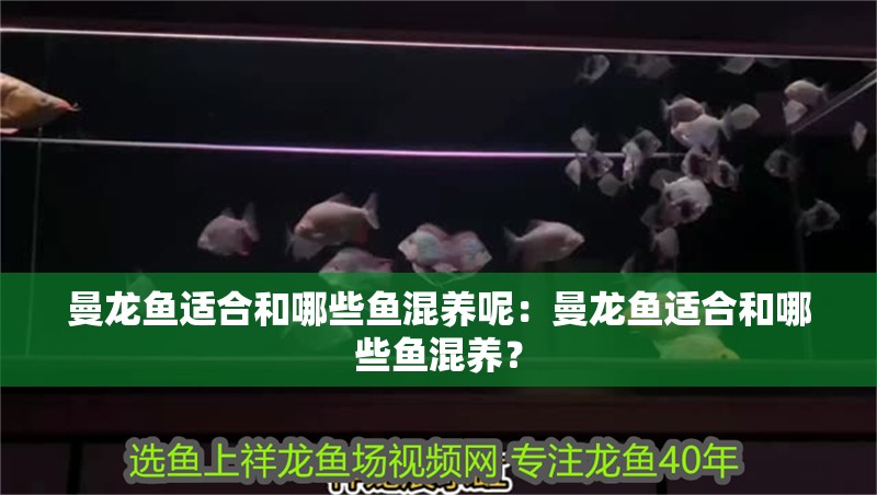 曼龍魚適合和哪些魚混養呢：曼龍魚適合和哪些魚混養？