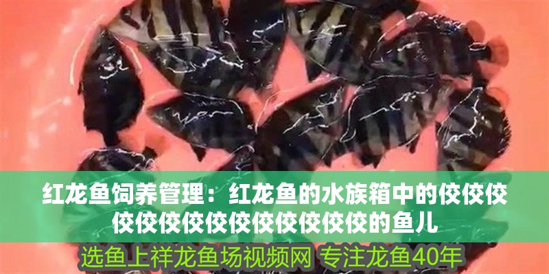 紅龍魚飼養管理：紅龍魚的水族箱中的佼佼佼佼佼佼佼佼佼佼佼佼佼佼的魚兒