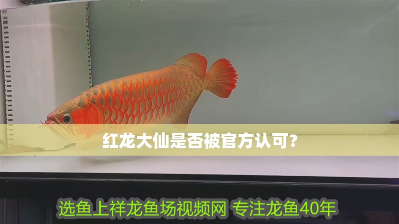 紅龍大仙是否被官方認可？