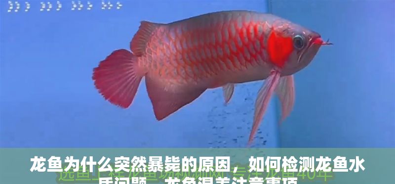 龍魚為什么突然暴斃的原因，如何檢測龍魚水質問題，龍魚混養注意事項