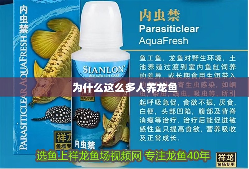 為什么這么多人養龍魚