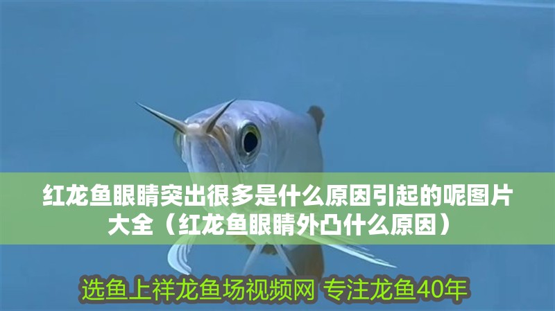 紅龍魚眼睛突出很多是什么原因引起的呢圖片大全（紅龍魚眼睛外凸什么原因）