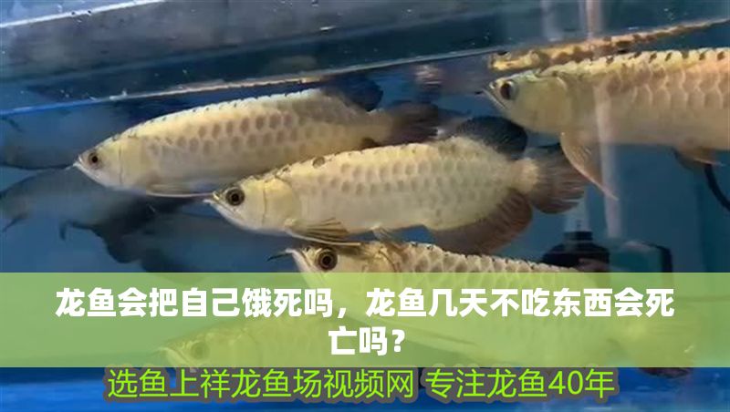 龍魚會把自己餓死嗎，龍魚幾天不吃東西會死亡嗎？