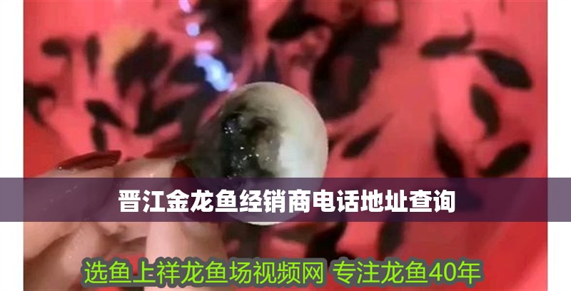晉江金龍魚經銷商電話地址查詢