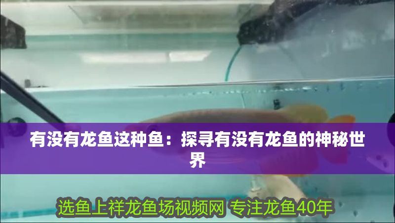 有沒有龍魚這種魚：探尋有沒有龍魚的神秘世界