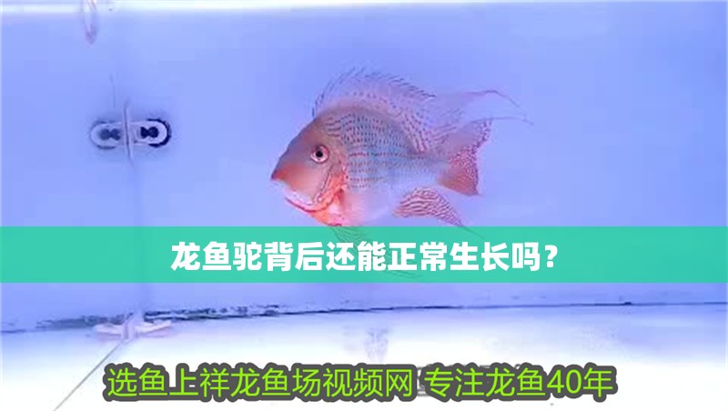 龍魚駝背后還能正常生長嗎？