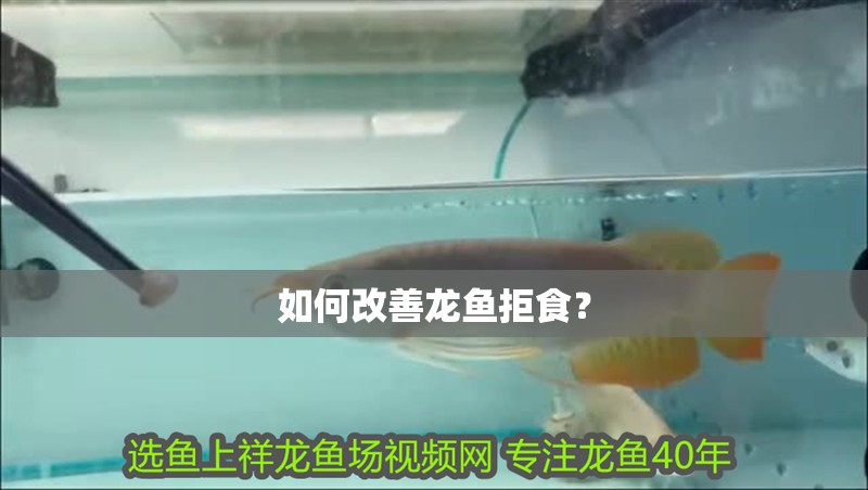 如何改善龍魚拒食？