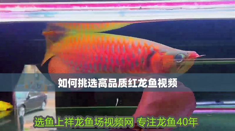 如何挑選高品質(zhì)紅龍魚視頻