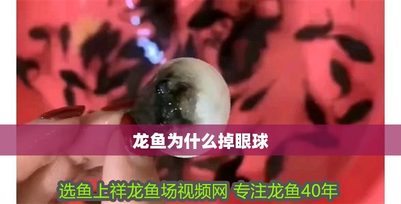 雷龍魚的最佳生長溫度是多少度：雷龍魚的最佳生長溫度