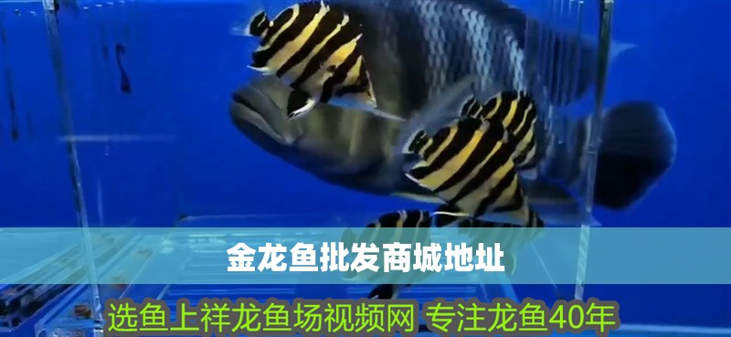 金龍魚批發商城地址