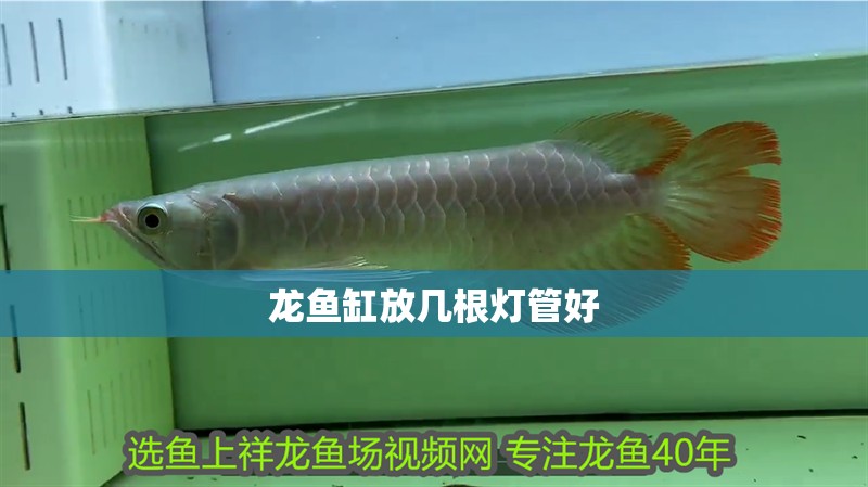 龍魚缸放幾根燈管好