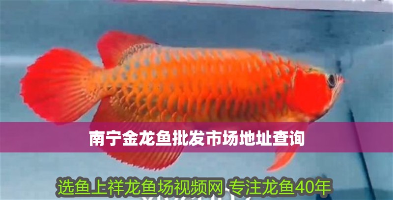 南寧金龍魚批發市場地址查詢