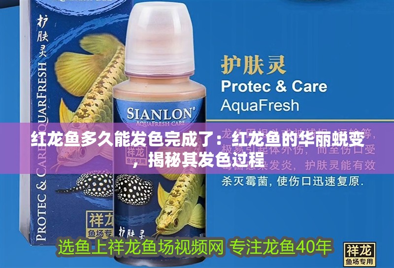 紅龍魚(yú)多久能發(fā)色完成了：紅龍魚(yú)的華麗蛻變，揭秘其發(fā)色過(guò)程