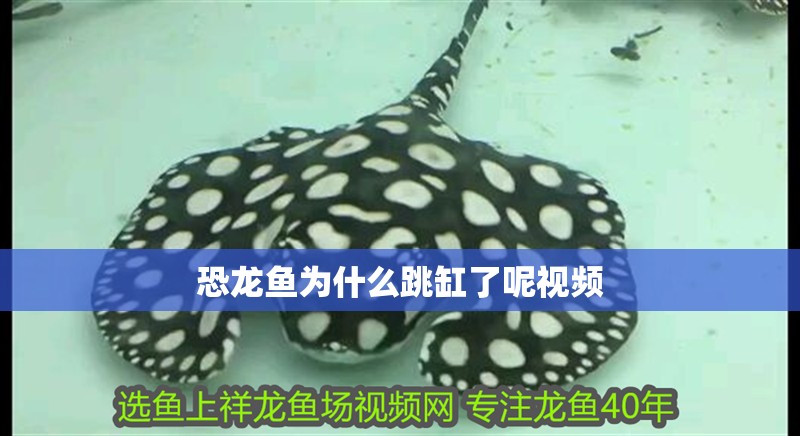 恐龍魚為什么跳缸了呢視頻 恐龍魚為什么跳缸了呢視頻 龍魚百科