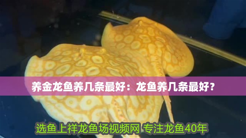 養金龍魚養幾條最好：龍魚養幾條最好？