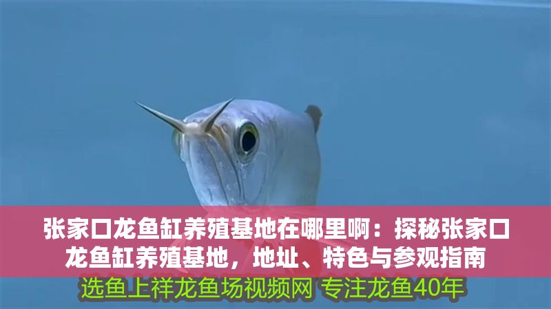 張家口龍魚缸養殖基地在哪里啊：探秘張家口龍魚缸養殖基地，地址、特色與參觀指南