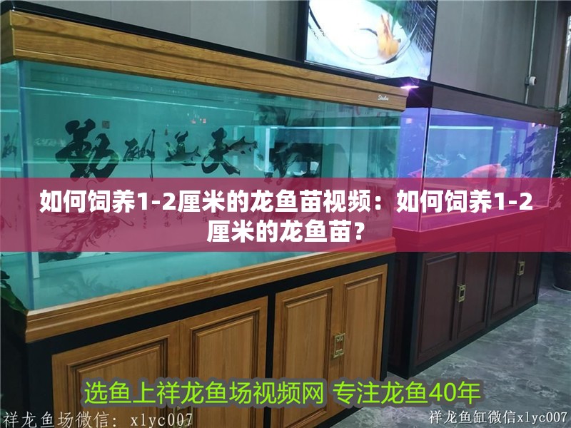 如何飼養1-2厘米的龍魚苗視頻：如何飼養1-2厘米的龍魚苗？