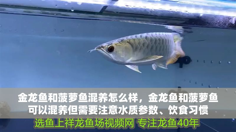 金龍魚和菠蘿魚混養怎么樣，金龍魚和菠蘿魚可以混養但需要注意水質參數、飲食習慣