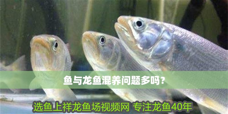 魚與龍魚混養(yǎng)問題多嗎？