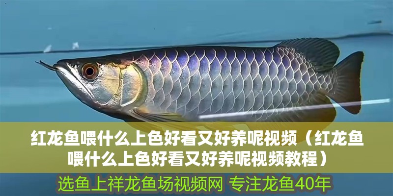 紅龍魚喂什么上色好看又好養呢視頻（紅龍魚喂什么上色好看又好養呢視頻教程）