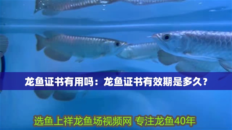 龍魚證書有用嗎：龍魚證書有效期是多久？