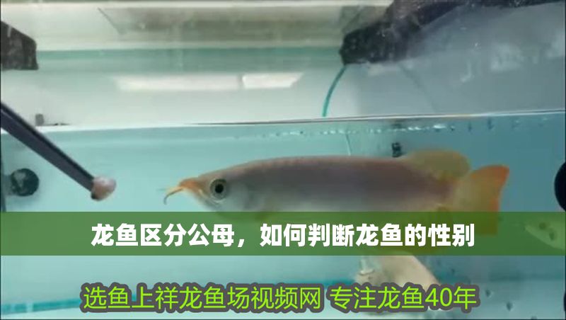 龍魚區分公母，如何判斷龍魚的性別