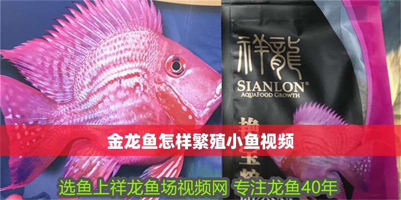 金龍魚怎樣繁殖小魚視頻