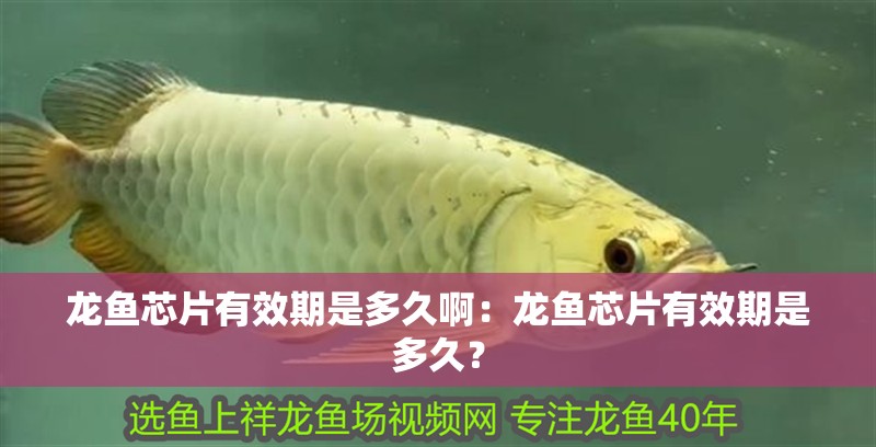 龍魚芯片有效期是多久啊：龍魚芯片有效期是多久？