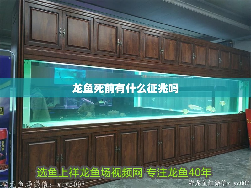 龍魚死前有什么征兆嗎