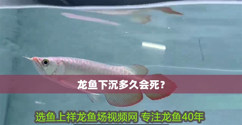 龍魚下沉多久會死？
