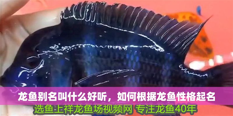 龍魚別名叫什么好聽，如何根據龍魚性格起名