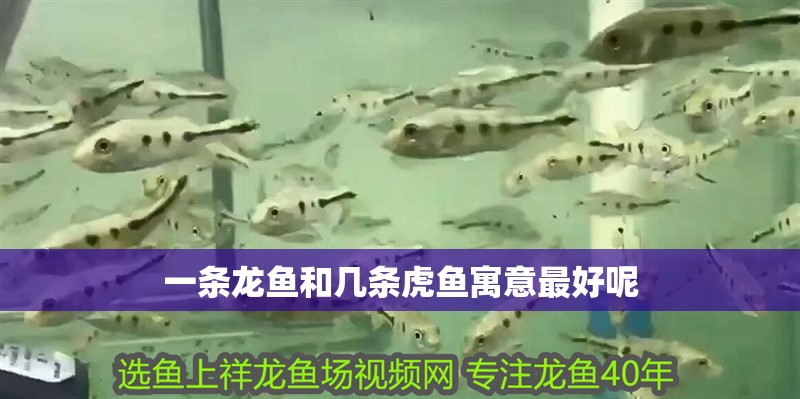 一條龍魚和幾條虎魚寓意最好呢