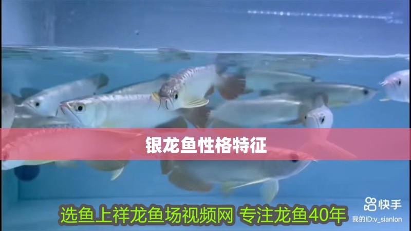 銀龍魚性格特征