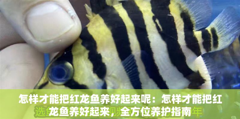 怎樣才能把紅龍魚養好起來呢：怎樣才能把紅龍魚養好起來，全方位養護指南