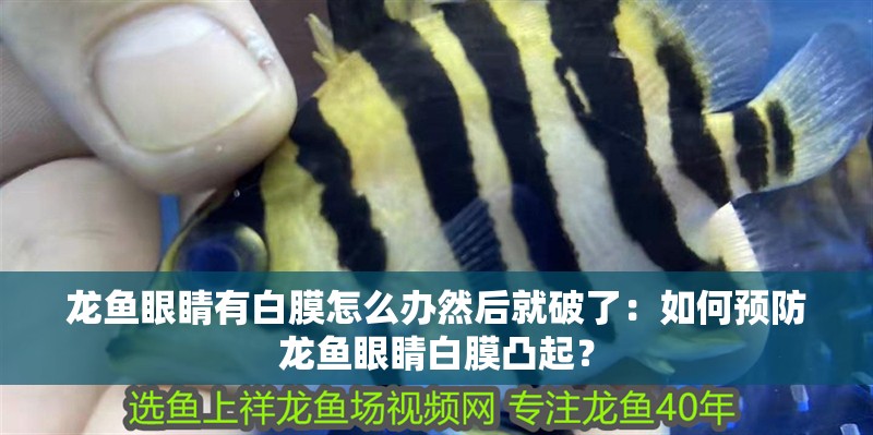 龍魚眼睛有白膜怎么辦然后就破了：如何預(yù)防龍魚眼睛白膜凸起？