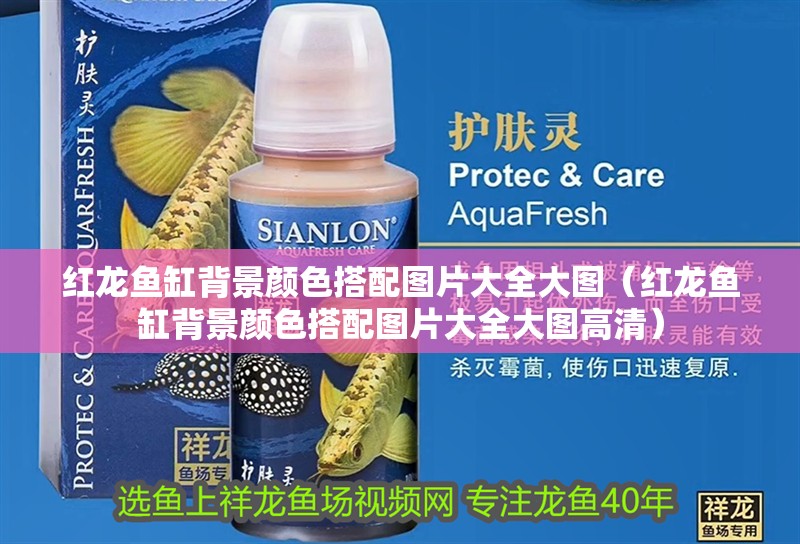 紅龍魚缸背景顏色搭配圖片大全大圖（紅龍魚缸背景顏色搭配圖片大全大圖高清）