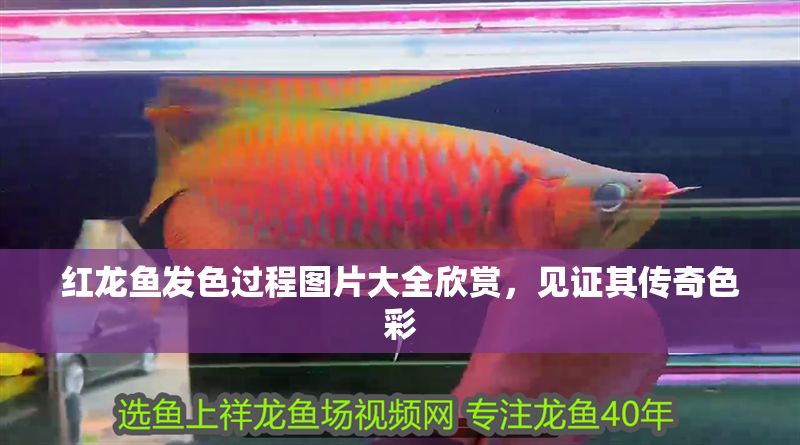 紅龍魚發色過程圖片大全欣賞，見證其傳奇色彩