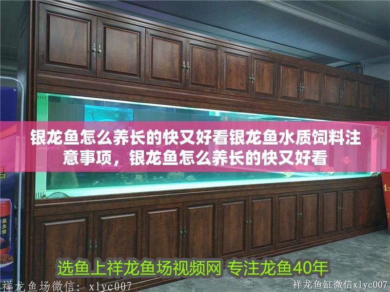 銀龍魚(yú)怎么養(yǎng)長(zhǎng)的快又好看銀龍魚(yú)水質(zhì)飼料注意事項(xiàng)，銀龍魚(yú)怎么養(yǎng)長(zhǎng)的快又好看