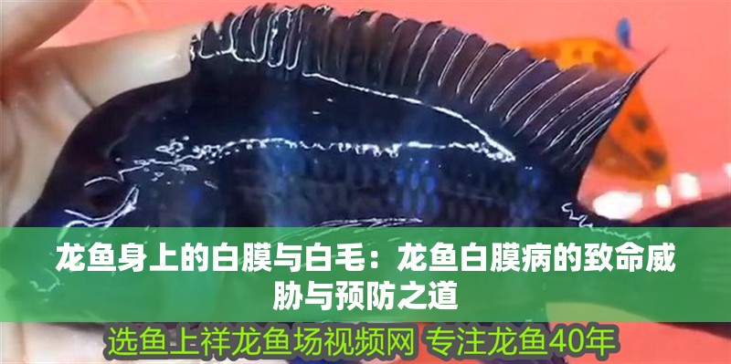 龍魚身上的白膜與白毛：龍魚白膜病的致命威脅與預(yù)防之道