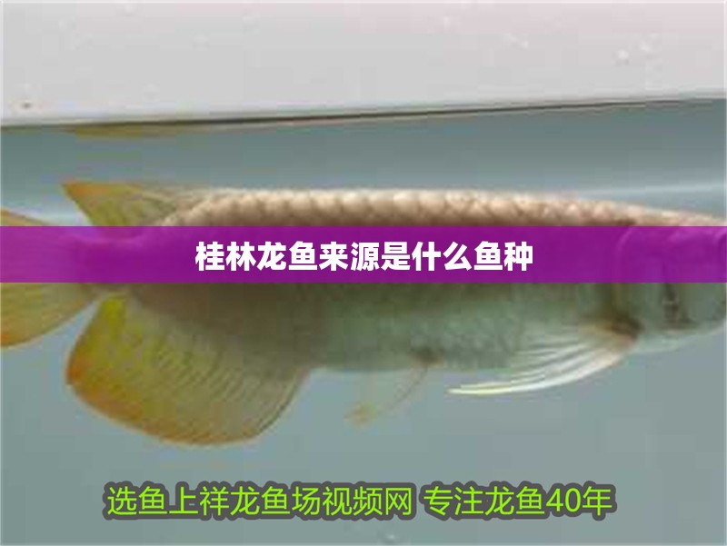 桂林龍魚來源是什么魚種