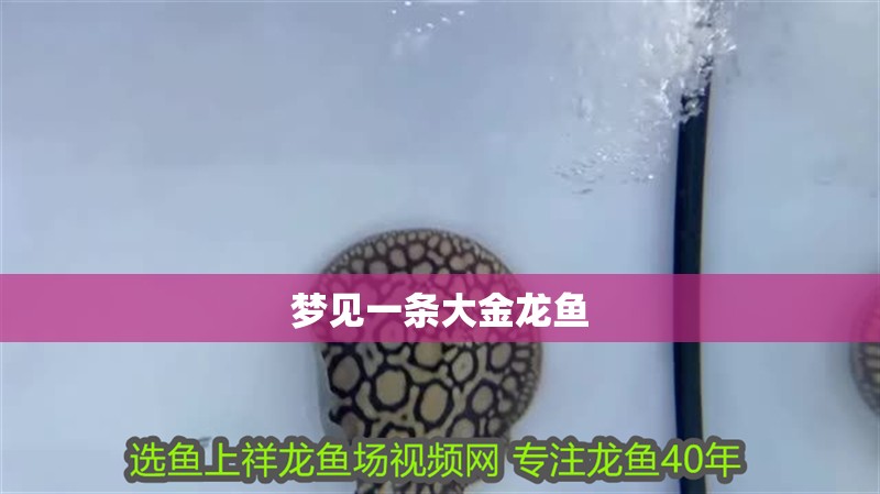 夢見一條大金龍魚