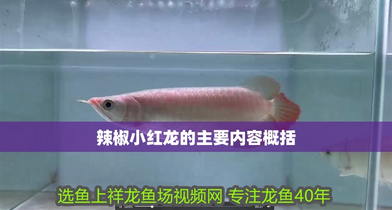 辣椒小紅龍的主要內容概括