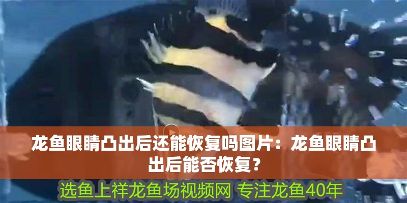 龍魚(yú)眼睛凸出后還能恢復(fù)嗎圖片：龍魚(yú)眼睛凸出后能否恢復(fù)？