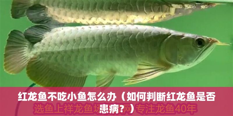 紅龍魚不吃小魚怎么辦（如何判斷紅龍魚是否患病？）