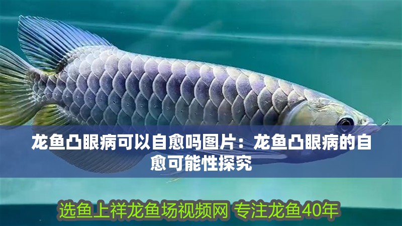 龍魚(yú)凸眼病可以自愈嗎圖片：龍魚(yú)凸眼病的自愈可能性探究